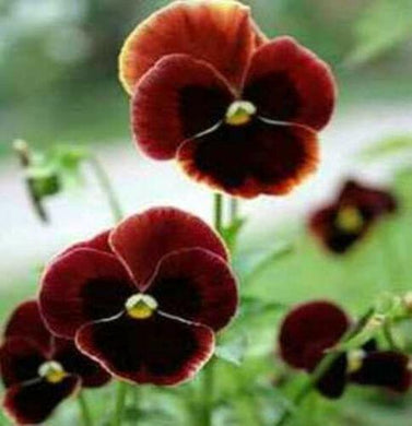 50 Swiss Giant Claret Pansy Seeds - Seed World