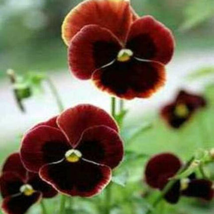 50 Swiss Giant Claret Pansy Seeds - Seed World