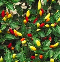 50 Tabasco Pepper Seeds - Seed World