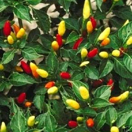 50 Tabasco Pepper Seeds - Seed World