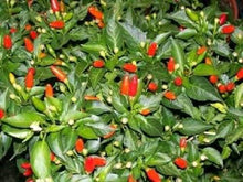 50 Tabasco Pepper Seeds - Seed World