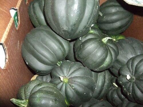 50 Table Queen Acorn Squash Seeds - Seed World