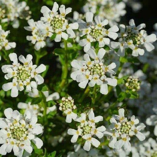 50 Tall Mixed Candytuft (Iberis Umbellata) Seeds - Seed World