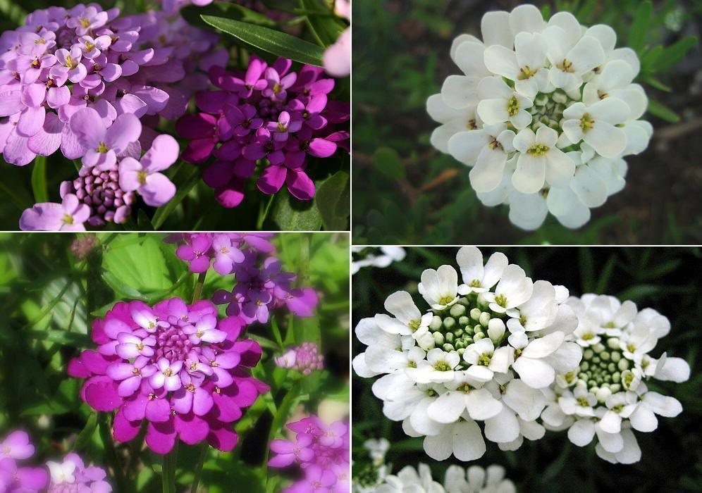 50 Tall Mixed Candytuft (Iberis Umbellata) Seeds - Seed World