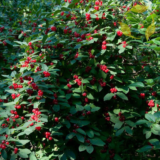 100 Tatarian Honeysuckle Seeds - Seed World