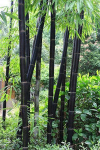 50 Timor Black Bamboo Seeds - Seed World