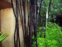 50 Timor Black Bamboo Seeds - Seed World