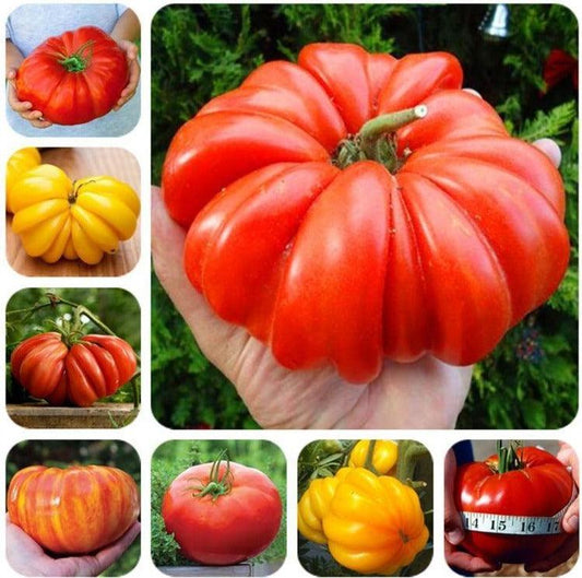 50 Tomato Plants Organic Heirloom Perennial NON-GMO Seeds - Seed World