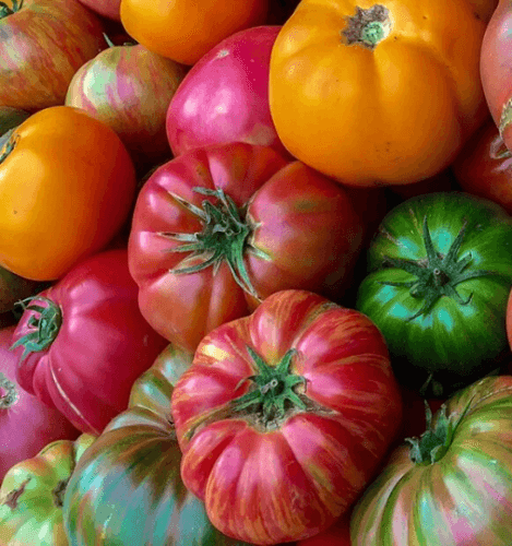 50 Tomato Plants Organic Heirloom Perennial NON-GMO Seeds - Seed World