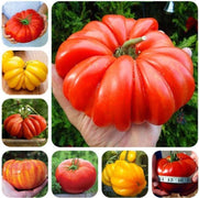 50 Tomato Plants Organic Heirloom Perennial NON-GMO Seeds - Seed World