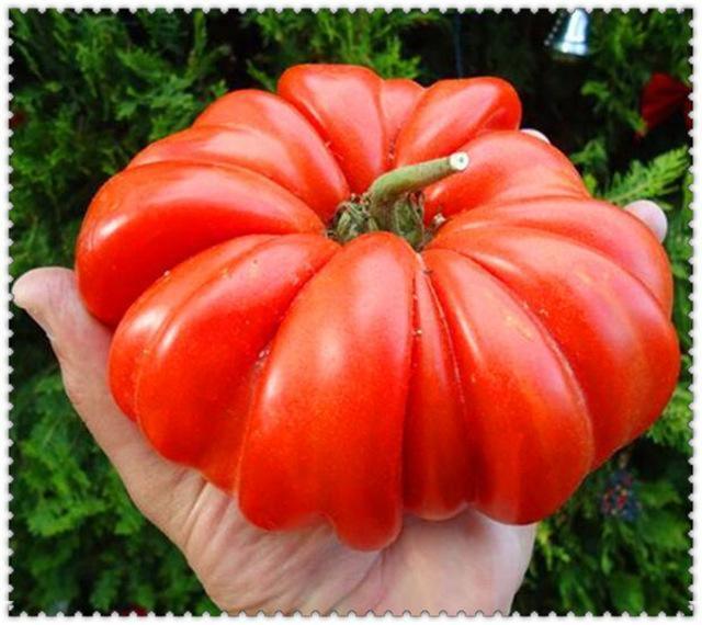 Martian Giant Slicer Heirloom Certified-Organic Tomato Seed