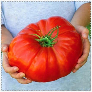 50 Tomato Plants Organic Heirloom Perennial NON-GMO Seeds - Seed World