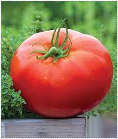 Martian Giant Slicer Heirloom Certified-Organic Tomato Seed