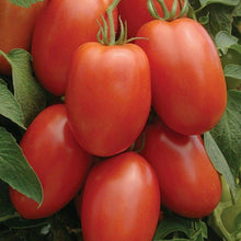 50 Tomato Roma Seeds - Seed World