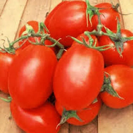 50 Tomato Roma Seeds - Seed World