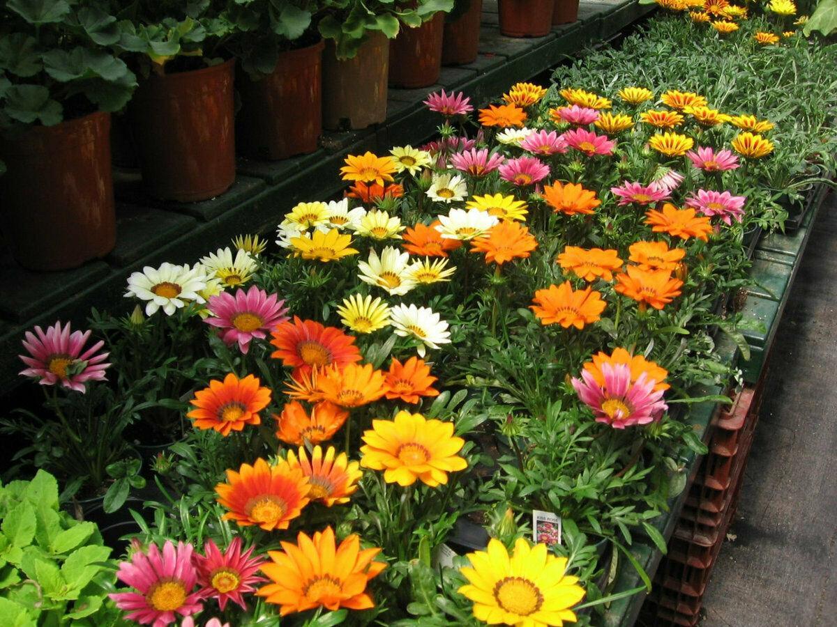50 Treasure Flower Gazania Mix Seeds - Seed World