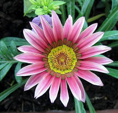 50 Treasure Flower Gazania Mix Seeds - Seed World