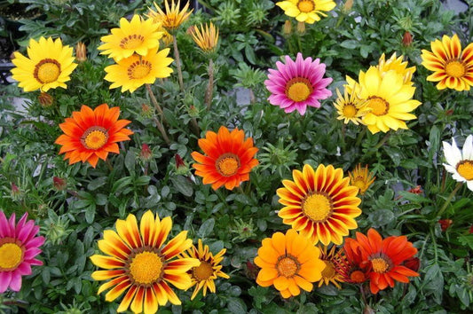 50 Treasure Flower Gazania Mix Seeds - Seed World