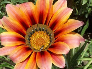 50 Treasure Flower Gazania Mix Seeds - Seed World