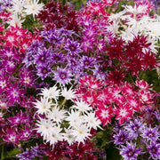 50 Twinkle Mix Phlox Seeds - Seed World