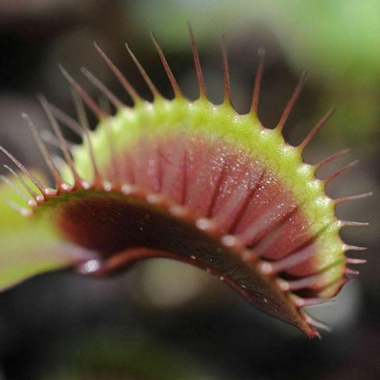 50 Venus Flytrap Seeds - Seed World