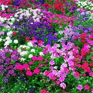 50 Verbena - Mixed Seeds - Seed World