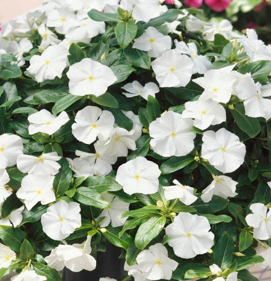 50 Vinca Periwinkle White Seeds - Seed World