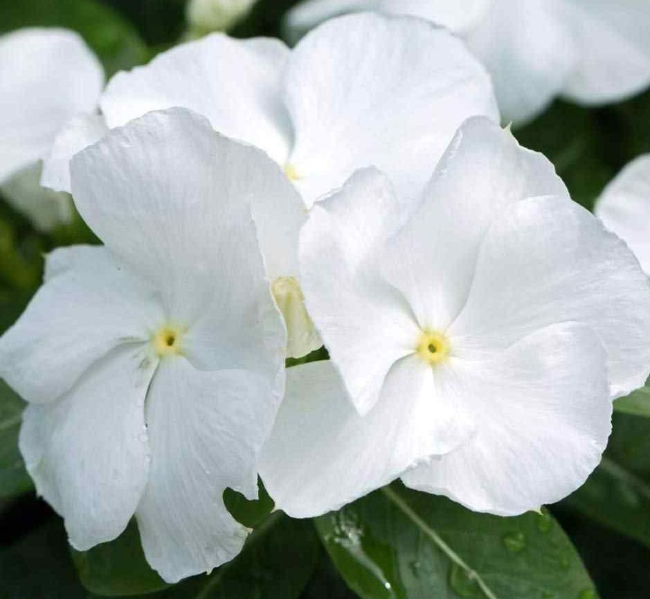 50 Vinca Periwinkle White Seeds - Seed World