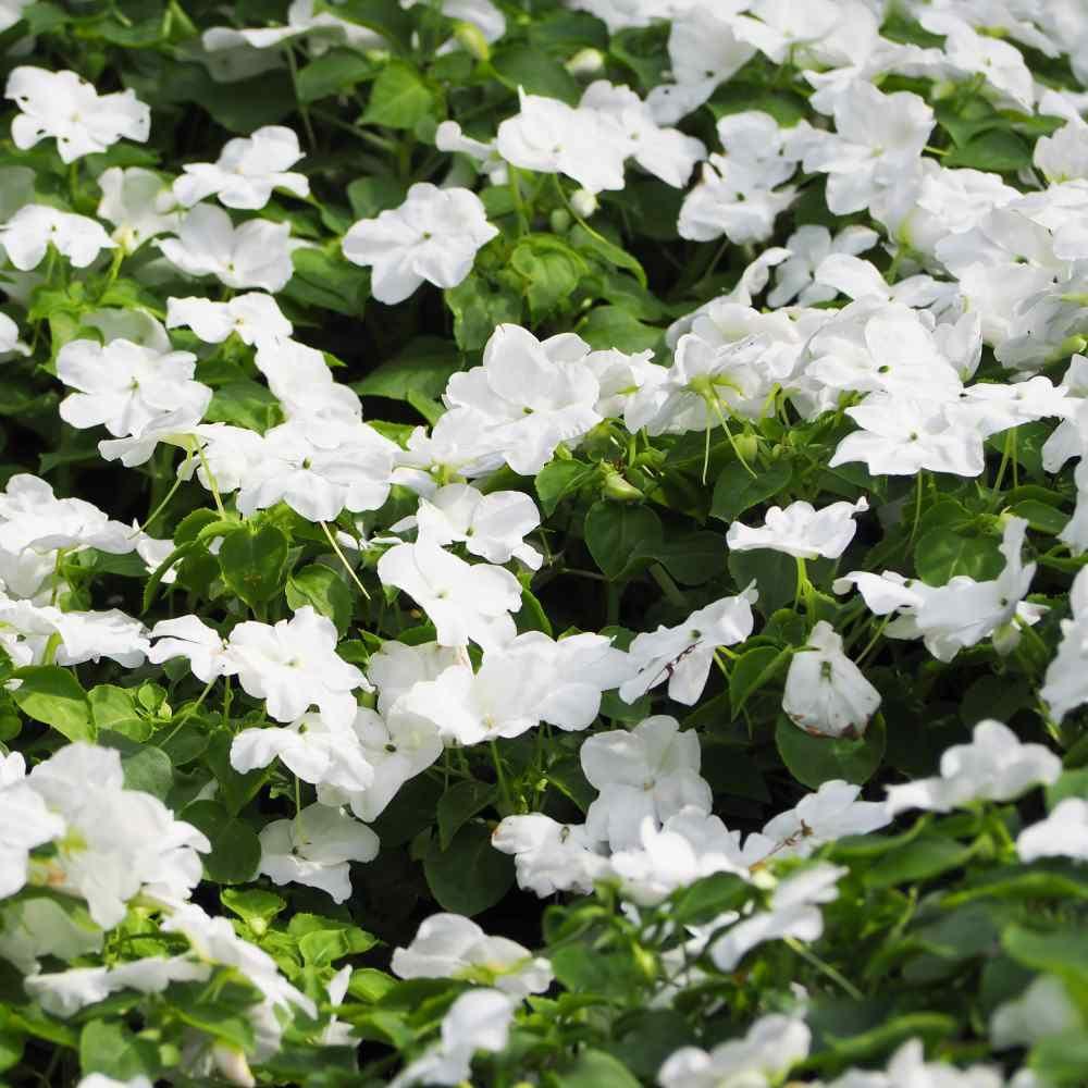 50 Vinca Periwinkle White Seeds - Seed World