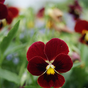 50 Viola Arkwright Ruby Seeds - Seed World
