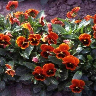 50 Viola Arkwright Ruby Seeds - Seed World