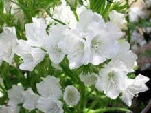 50 Viper's Bugloss Echium White Seeds - Seed World