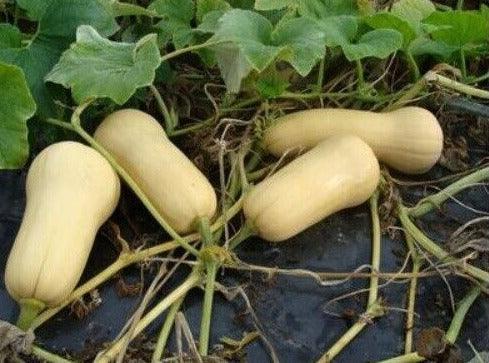 50 Waltham Butternut Winter Squash Seeds - Seed World