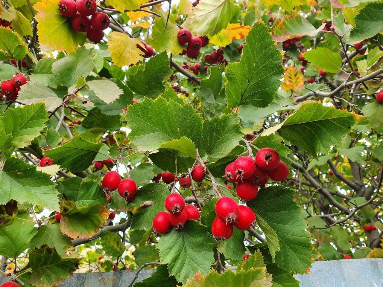 50 Washington Hawthorn Seeds - Seed World