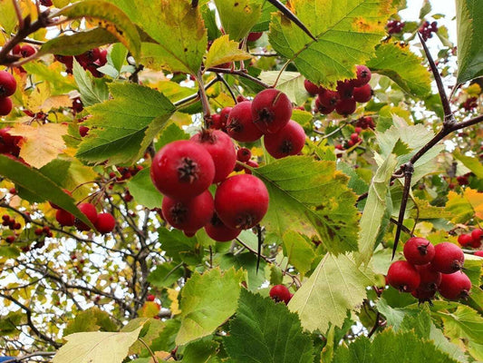 50 Washington Hawthorn Seeds - Seed World