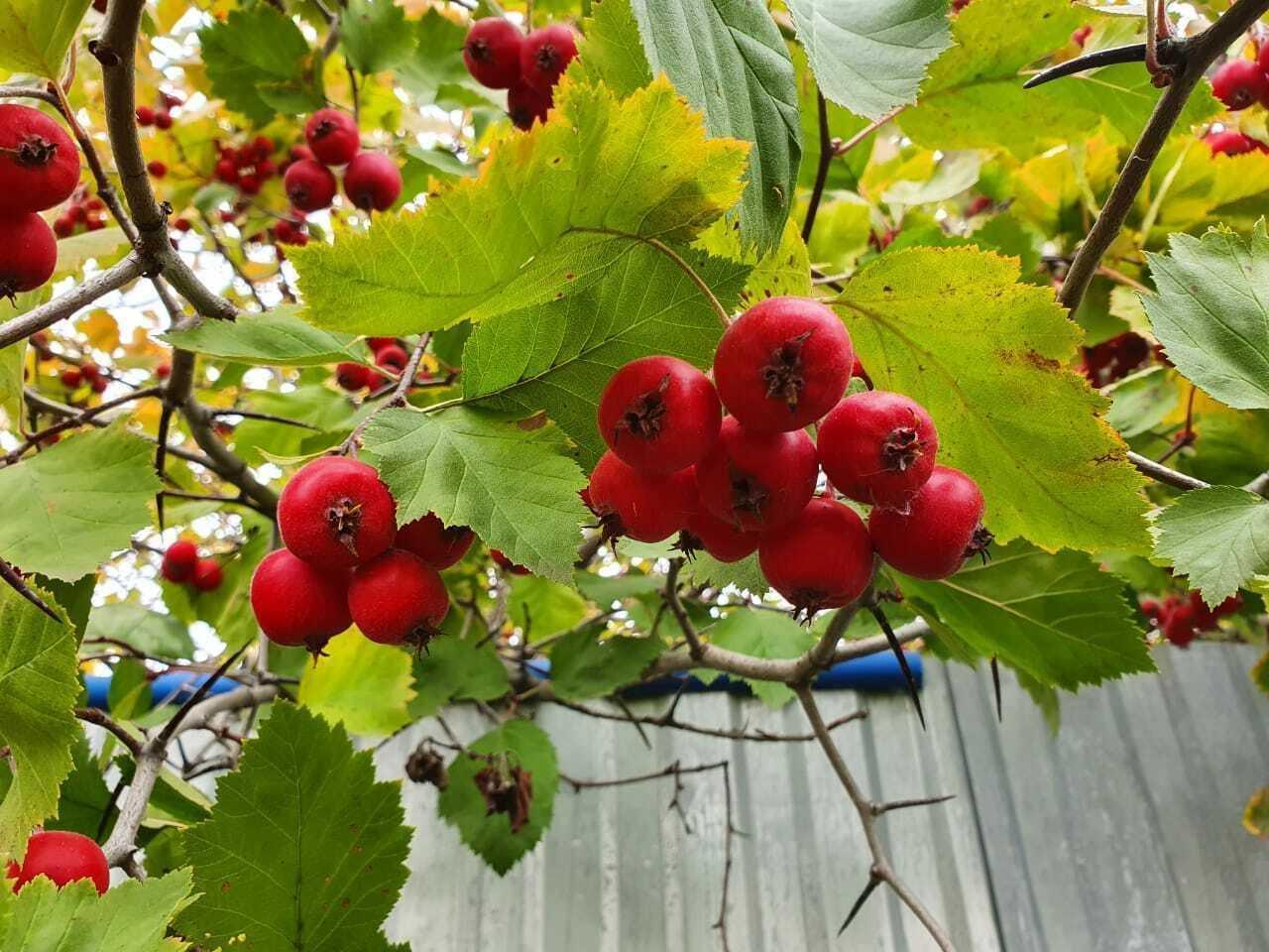 50 Washington Hawthorn Seeds - Seed World