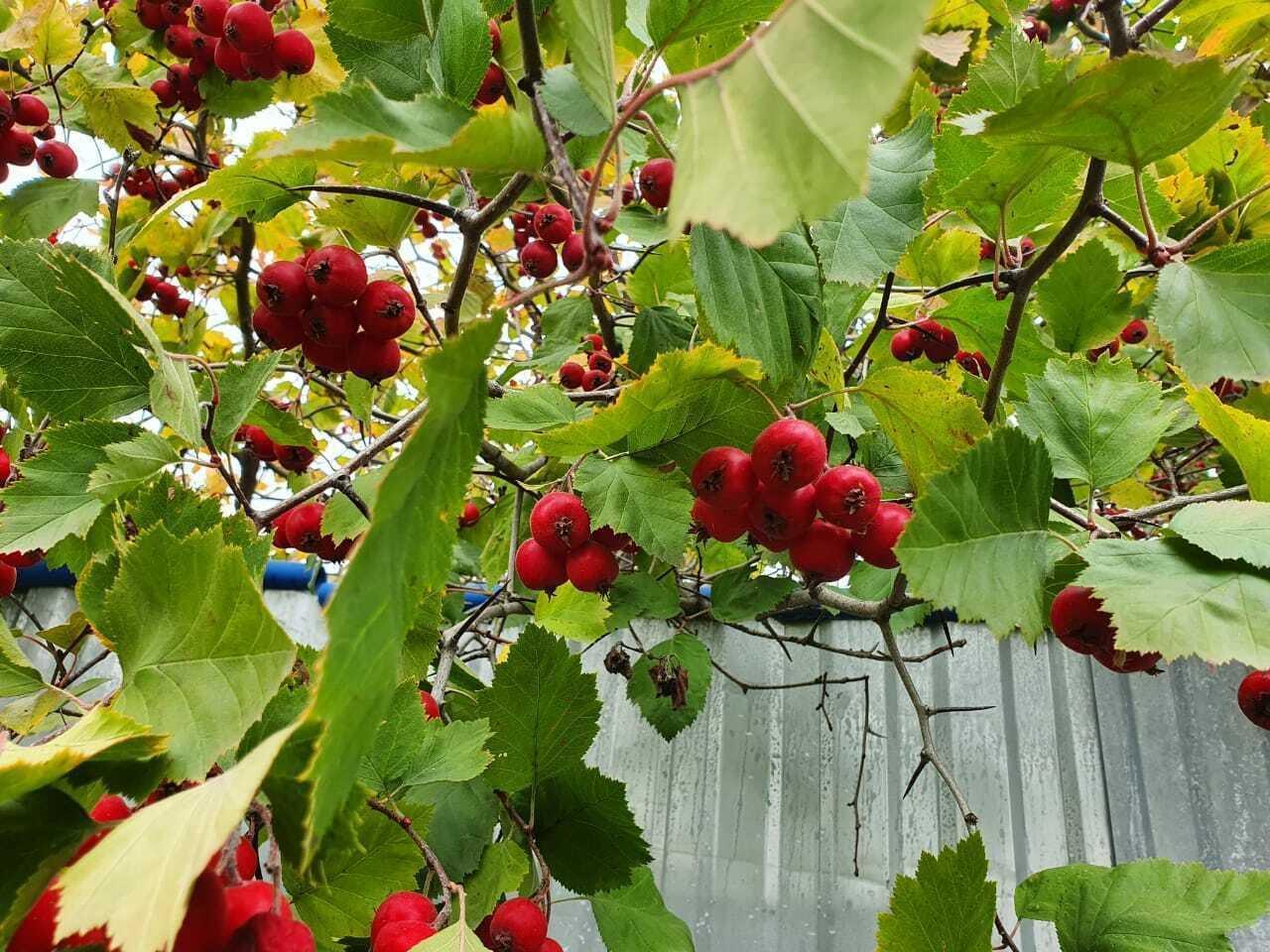 50 Washington Hawthorn Seeds - Seed World