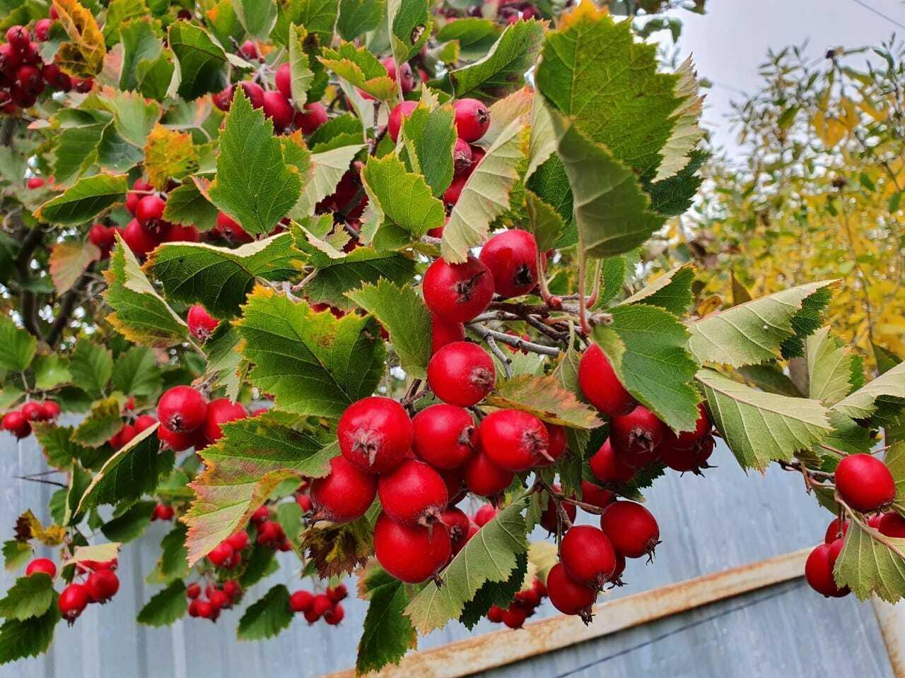 50 Washington Hawthorn Seeds - Seed World