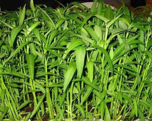 50 Water Spinach Seeds - Seed World