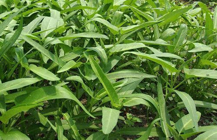 50 Water Spinach Seeds - Seed World