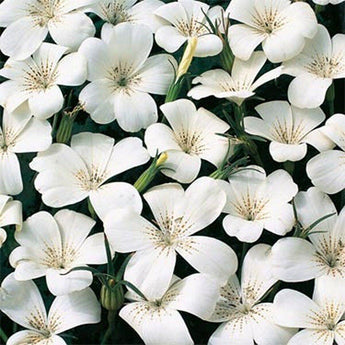 50 White Agrostemma Seeds - Seed World