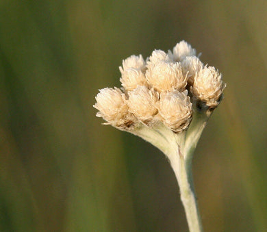 50 White-Antennaria Dioica - Seed World