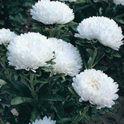 50 White Aster Milady Seeds - Seed World