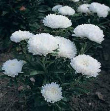 50 White Aster Milady Seeds - Seed World