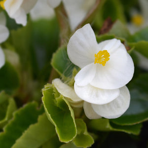 50 White Begonia - Wax (Begonia Semperflorens) Seeds - Seed World