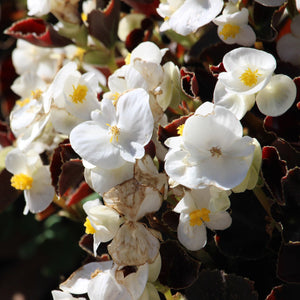 50 White Begonia - Wax (Begonia Semperflorens) Seeds - Seed World
