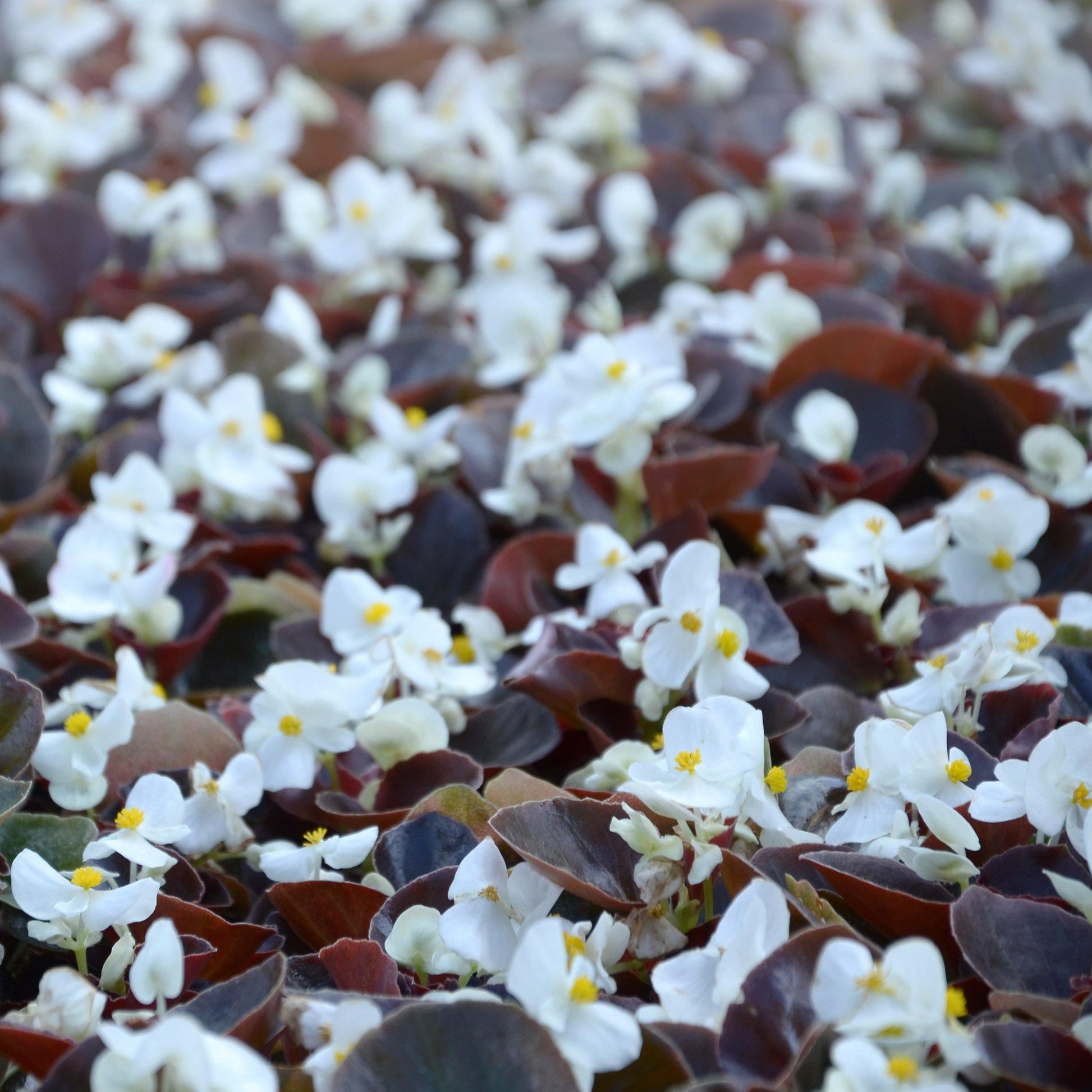 50 White Begonia - Wax (Begonia Semperflorens) Seeds - Seed World