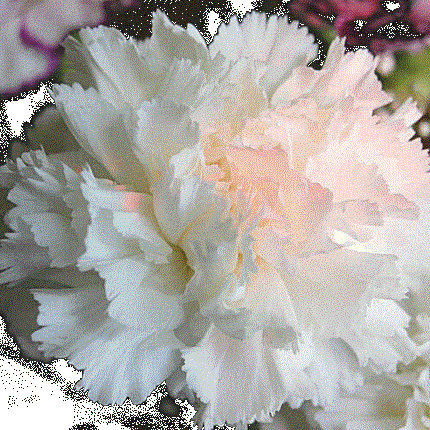 50 White Carnation Seeds - Seed World