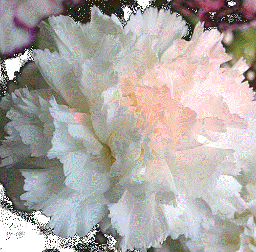 50 White Carnation Seeds - Seed World