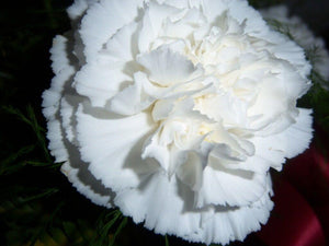 50 White Carnation Seeds - Seed World